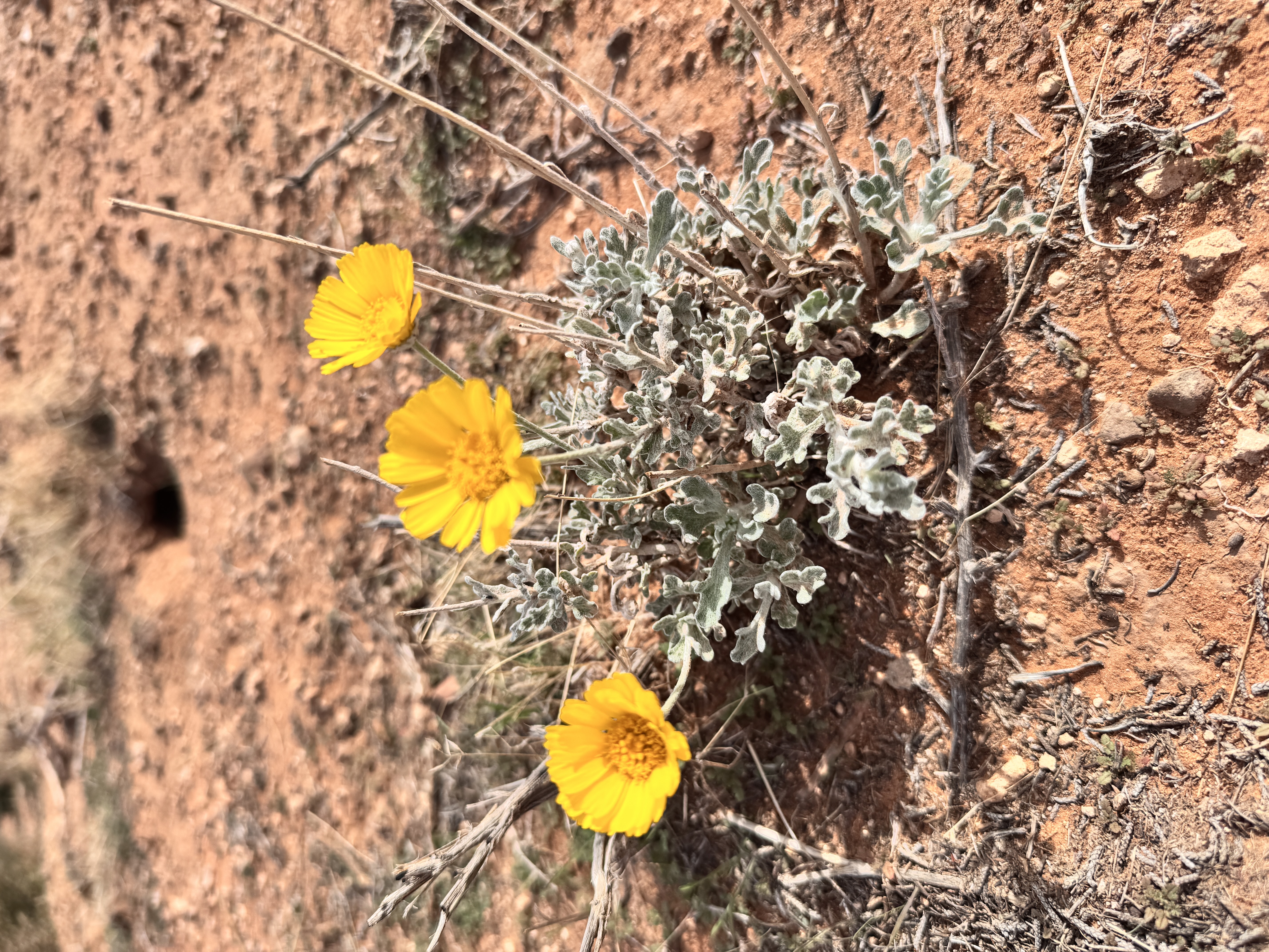 desert marigold