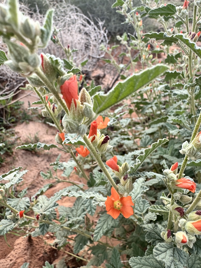 globemallow cluster