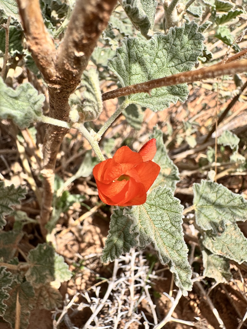 orange globemallow
