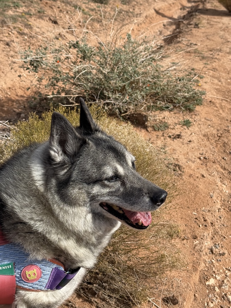 tove — our trail partner, explorer, and heart